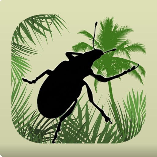 Palm Pests Key