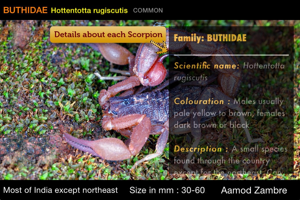 Indian Scorpions eGuide screenshot 3