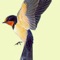 We provide list of swallow birds