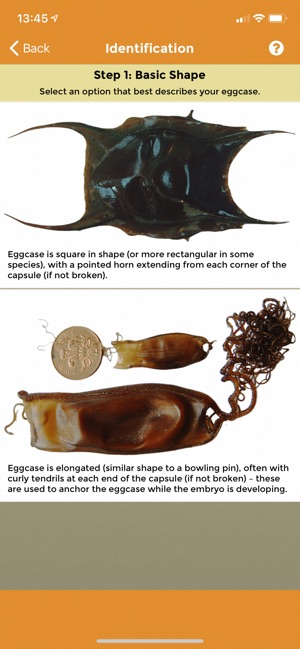 Eggcase Hunt(圖4)-速報App