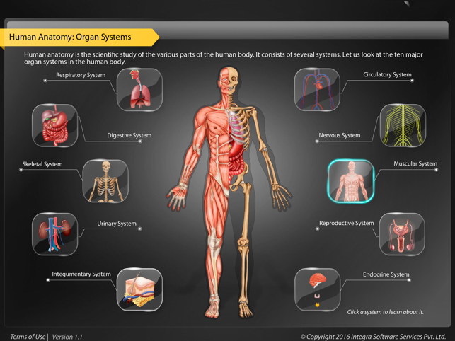 Human Anatomy - Muscular