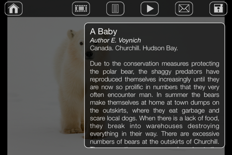 Album Polar Bears HD screenshot 3