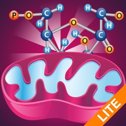 Biology Cellular Respiration L