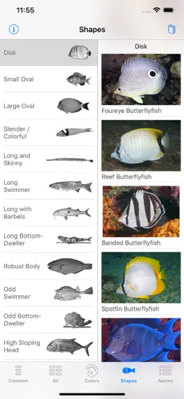 Game screenshot Easy Fish ID Caribbean apk