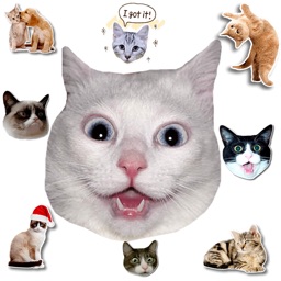Cat Stickers For Chat