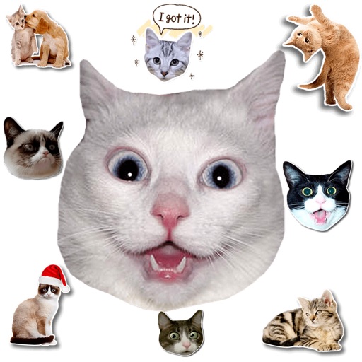 Cat Stickers For Chat