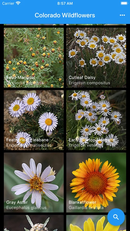 Colorado Wildflowers Guide