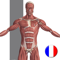 App Icon for Anatomie Visuel App in United States IOS App Store