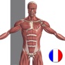 Get Anatomie Visuel for iOS, iPhone, iPad Aso Report