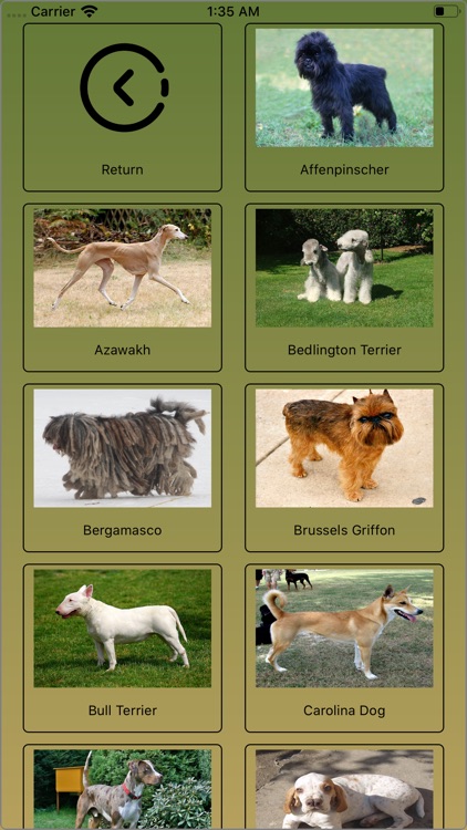 Bizarre Dog Breeds