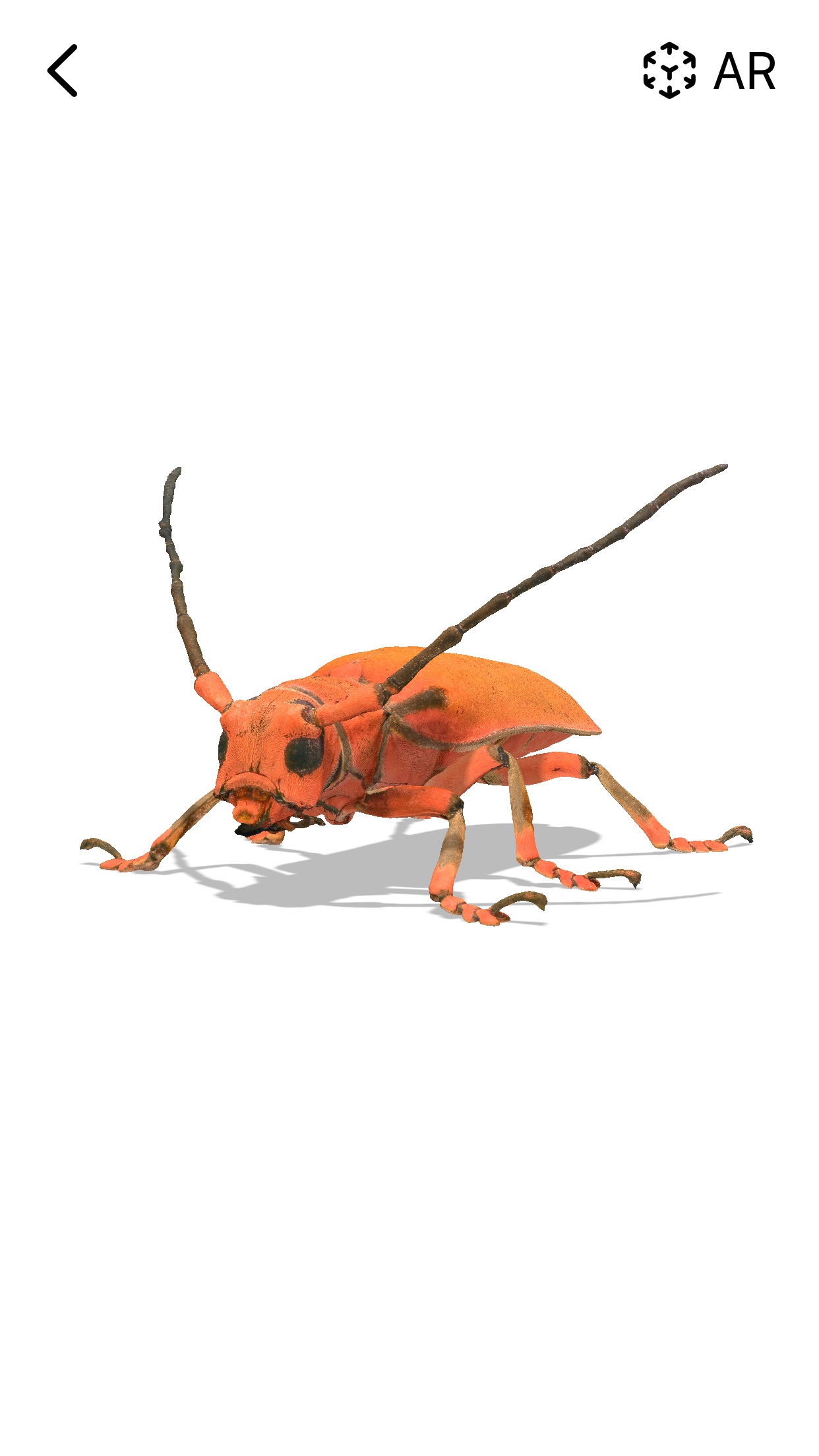 Screenshot do app Insecta: