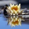 Photo Reflection enables you to quickly and easily add amazing reflections to your photos