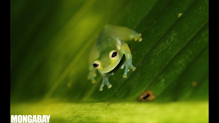 Learn About Frogs!