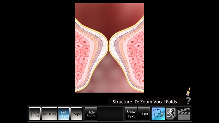 Vocal Folds ID