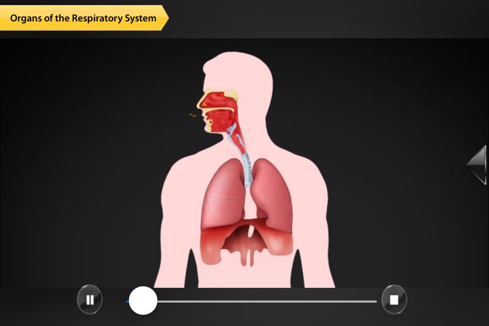 Human Anatomy for iPhone screenshot 2