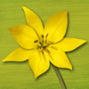 renata caviglia - Wildblumen Finder Schweiz Grafik