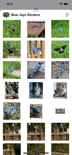 Blue Jay Stickers(圖3)-速報App