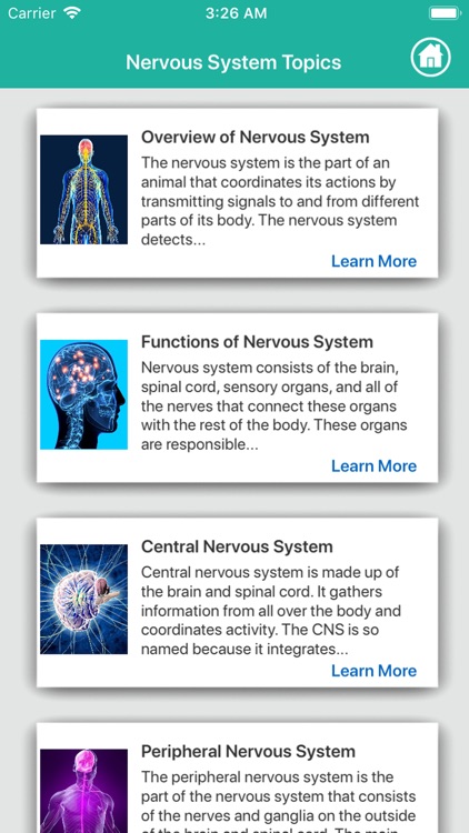 Human Anatomy : Nervous System