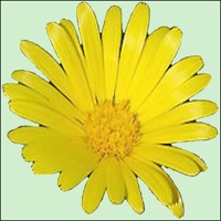 Treat Yourself - Homoeopathy pour PC