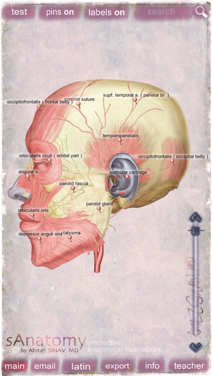 sAnatomy_Face screenshot-4