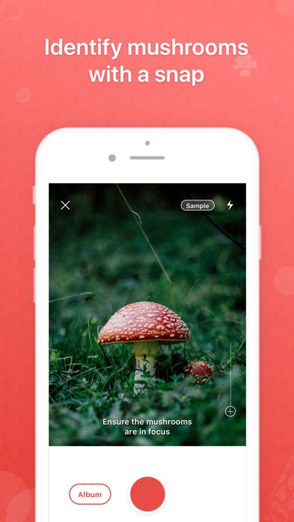 Picture Mushroom - Mushroom ID
