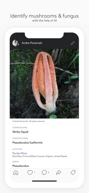 Fungi by Fieldguide(圖2)-速報App