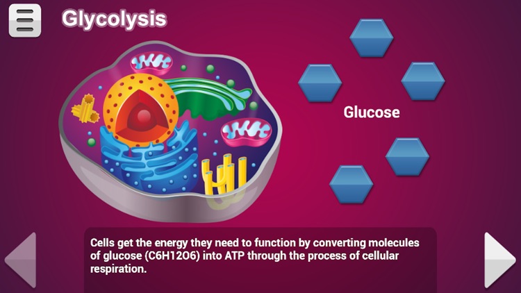 Biology Cellular Respiration L