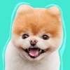 Boo: World's Cutest Dog