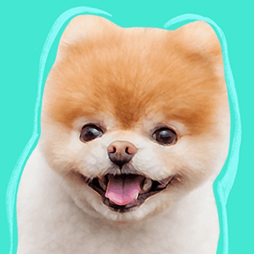 Boo: World's Cutest Dog by Bare Tree Media Inc