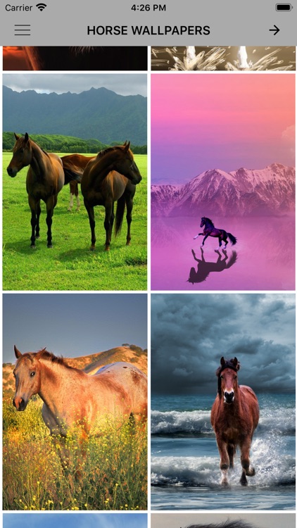 Horses Sunset HD Nature 4k Wallpapers Images Backgrounds Photos and  Pictures