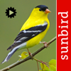 Bird Song Id USA songs & calls - Mullen & Pohland GbR