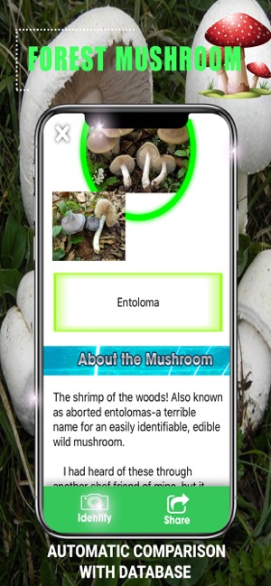 Forest Mushroom(圖3)-速報App