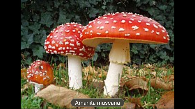 Fungi screenshot-3