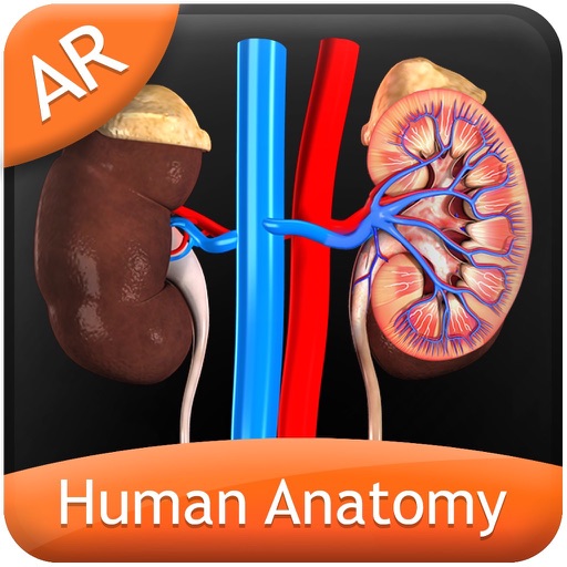 Human Anatomy - Urinary icon