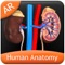 Human Anatomy Explorer app is a quick reference app that contains information about the ten different biological systems present in the human body in a visual and engaging manner