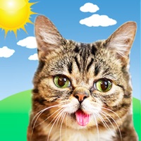 Lil BUB Cat Weather Report apk