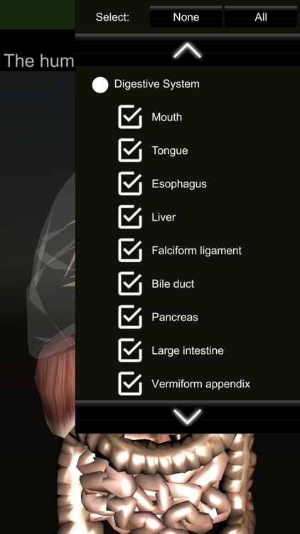 ORGANS 3D (ANATOMY) screenshot-4