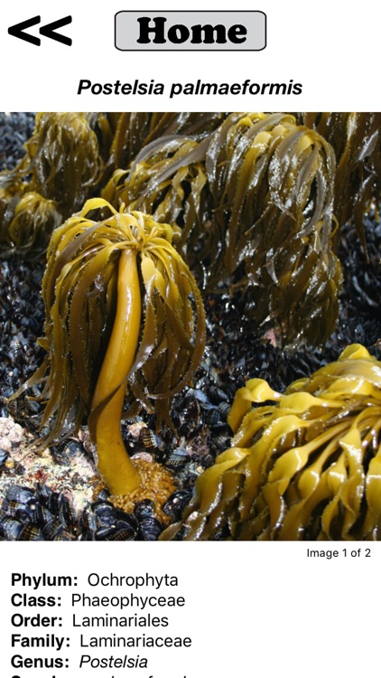 Seaweed Sorter screenshot-3