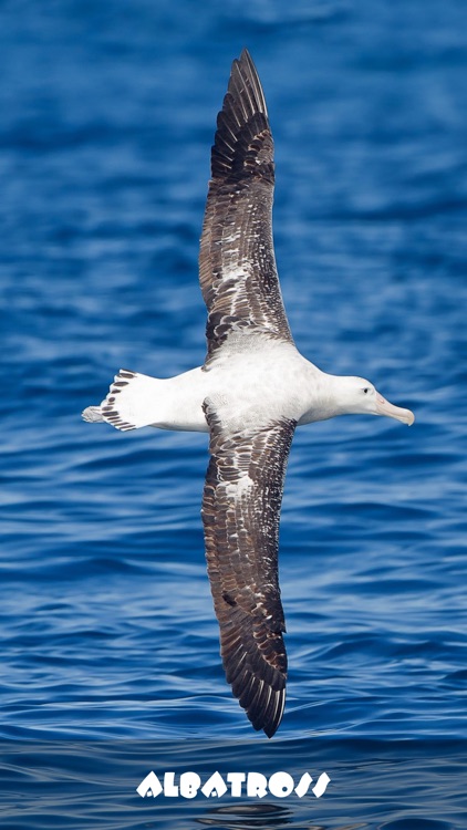 Smarty. Animals. screenshot-4