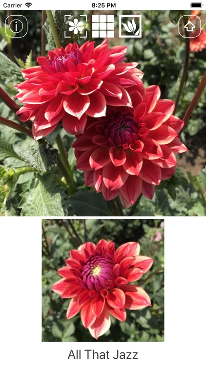 Instant Dahlia