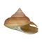 This iOS app will allow you to study and buy seashells from the website of Conchology, Inc