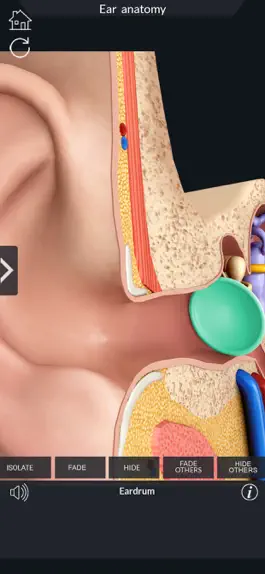 Game screenshot My Ear Anatomy apk