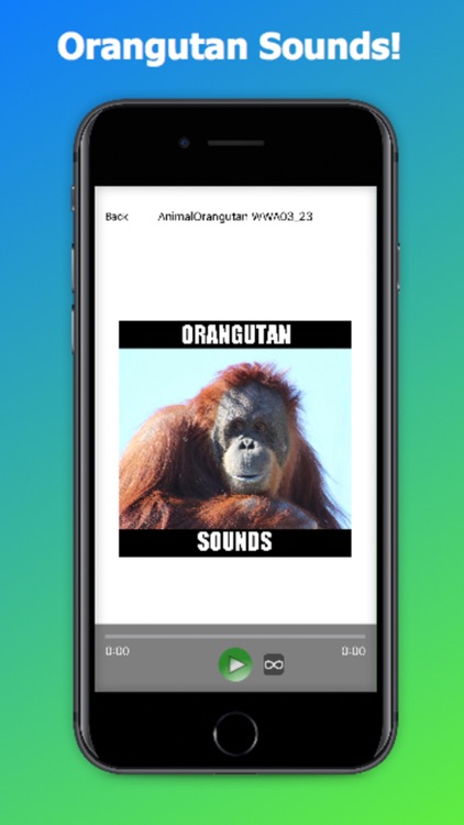 Real Orangutan Sounds