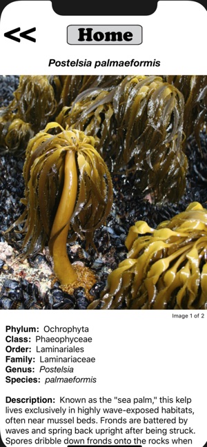 Seaweed Sorter(圖4)-速報App