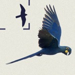 Birds of Brazil