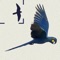 Based on Ber van Perlo's ‘Field Guide to the Birds of Brazil’, this app covers over 1,800 species of bird seen in Brazil, including residents, migrants and vagrants