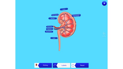 Kidney AR screenshot 2