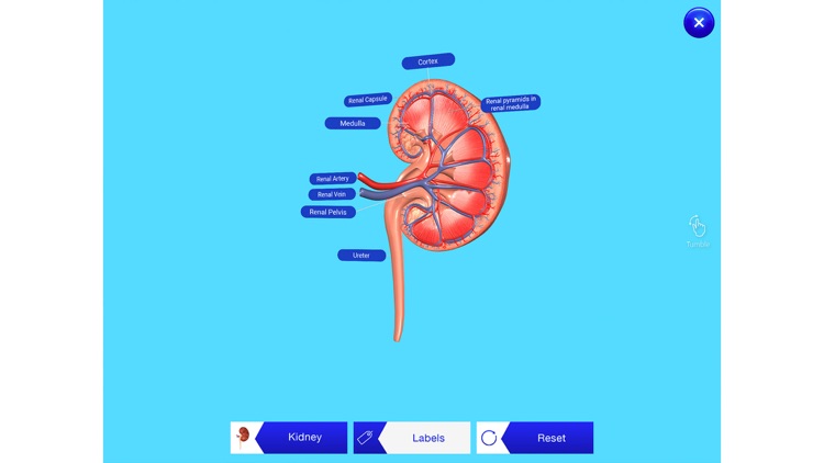 Kidney AR