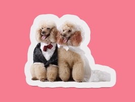 Monkeys, dogs, cats, lamas, alpacas, parrots