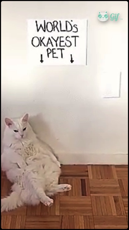 Cat GIF TV